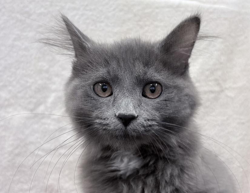Enlarge Sprite, an adopted Domestic Long Hair in Columbus, IN image 1/1