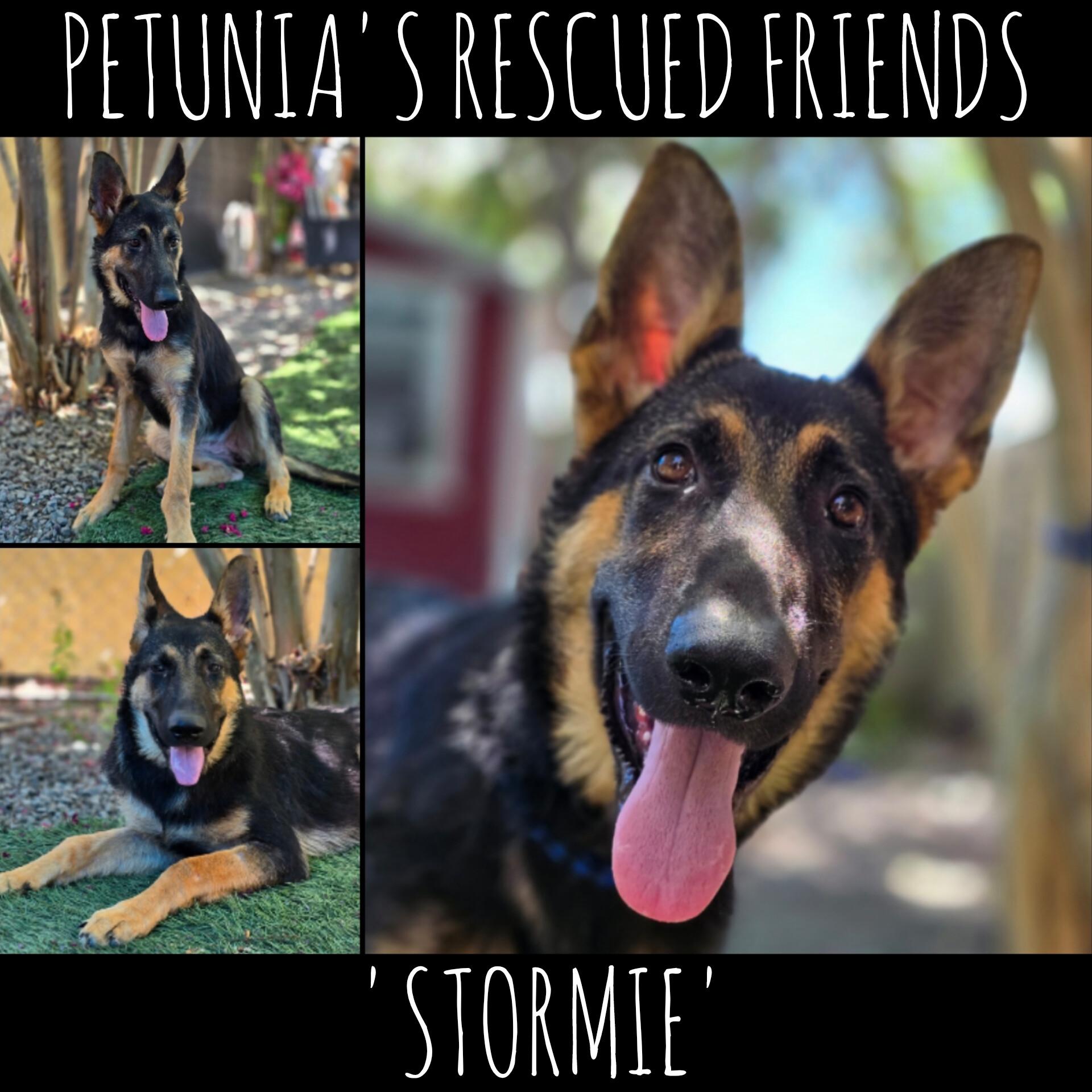 Enlarge STORMIE, a Adoptable German Shepherd Dog in Castroville, TX image 1/2