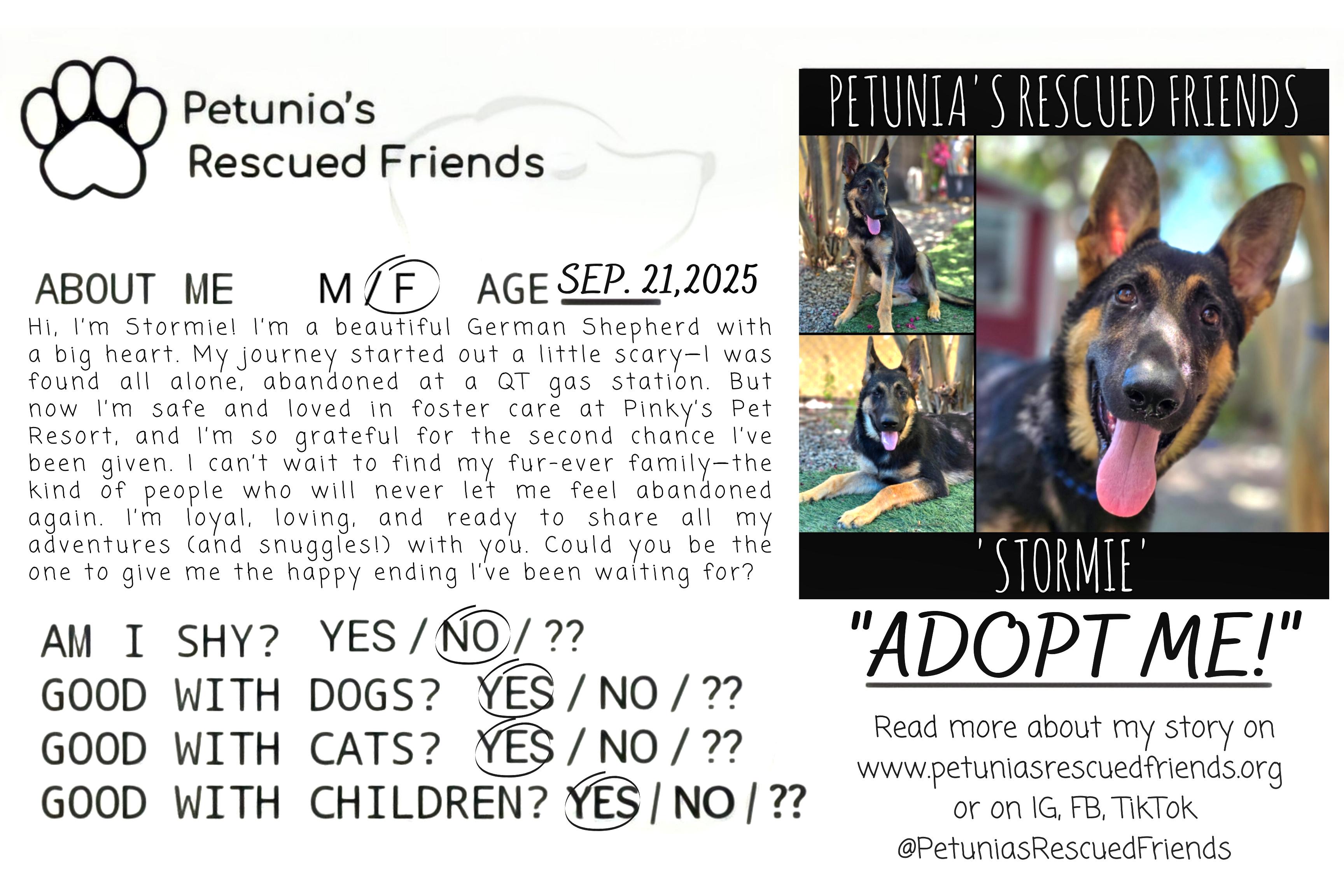 Enlarge STORMIE, a Adoptable German Shepherd Dog in Castroville, TX image 2/2