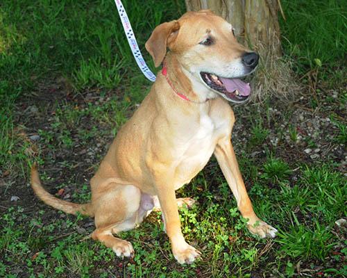 Enlarge Sarge, a Adoptable mixed breed in Chapel Hill, NC image 3/6