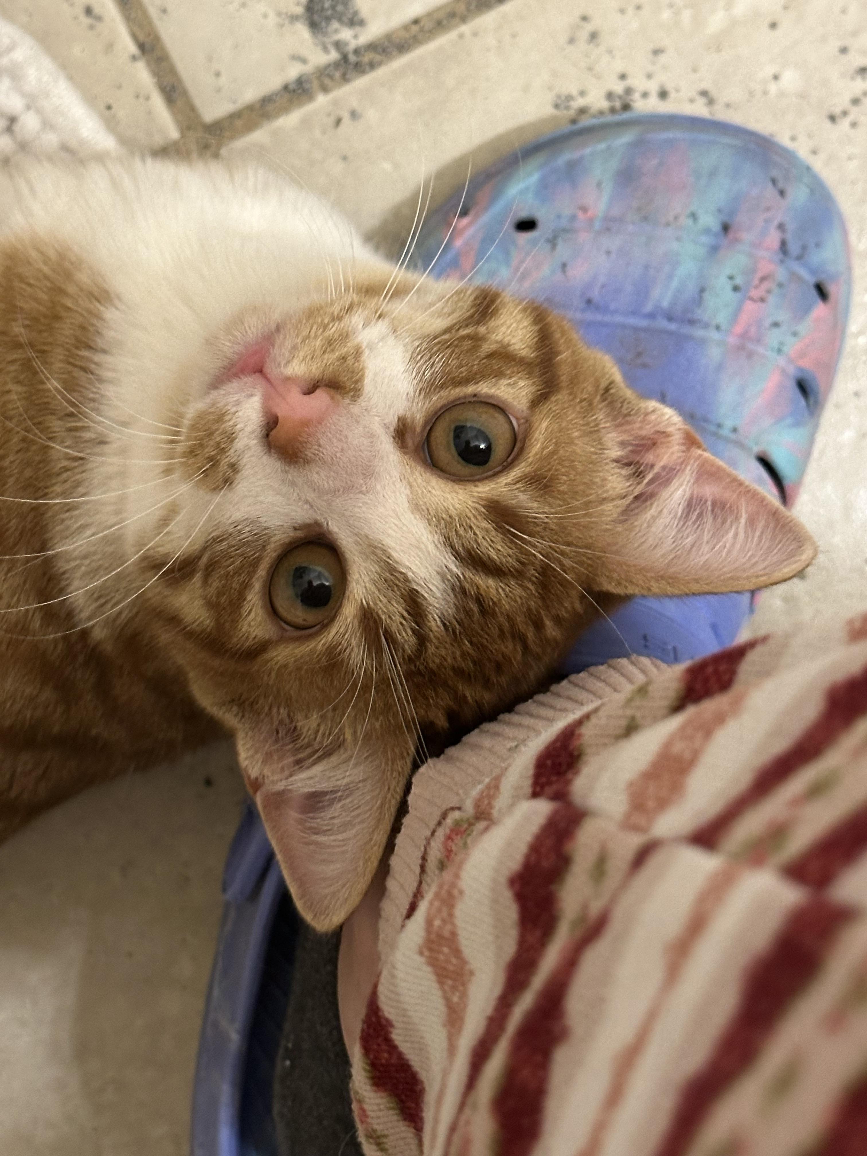 Enlarge Benedict, a Adoptable Domestic Short Hair in Houston, TX image 1/1