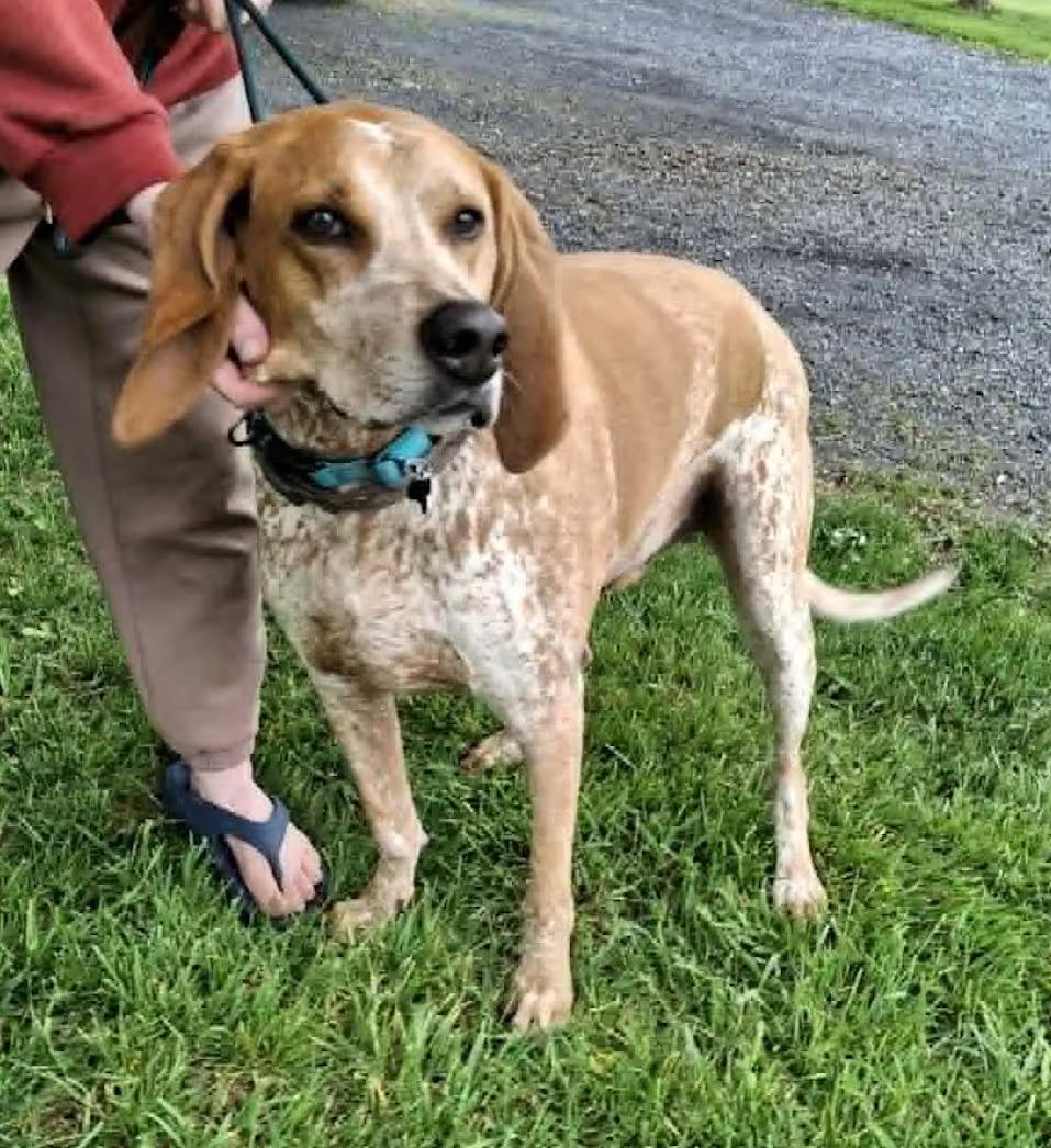 Bootleg - Sponsored!, a ADOPTABLE mixed breed in Monterey, VA image 2/4