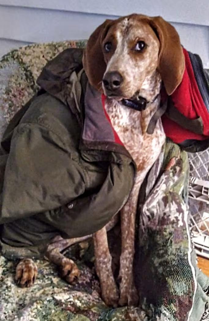 Bootleg - Sponsored!, a ADOPTABLE mixed breed in Monterey, VA image 3/4