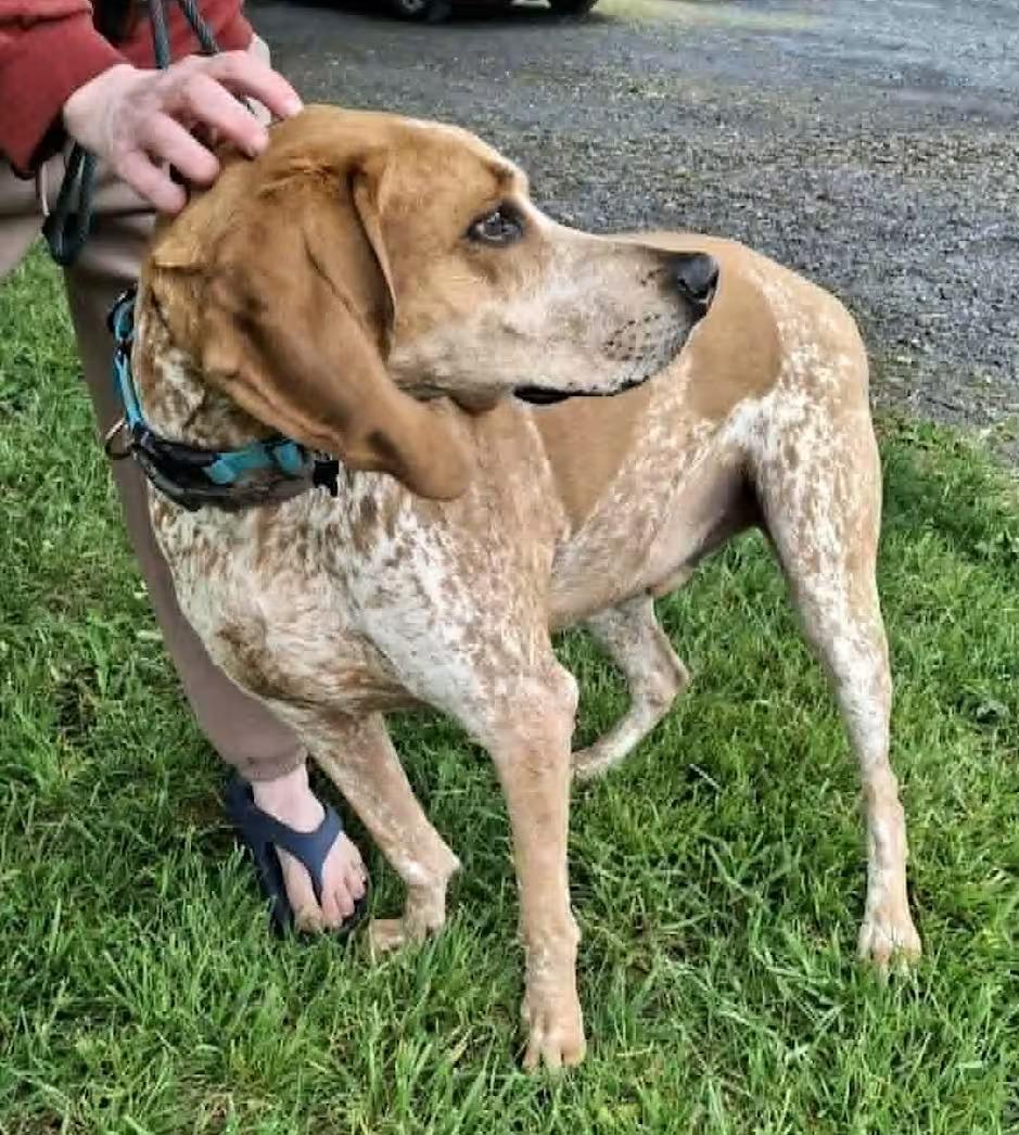 Bootleg - Sponsored!, a ADOPTABLE mixed breed in Monterey, VA image 4/4