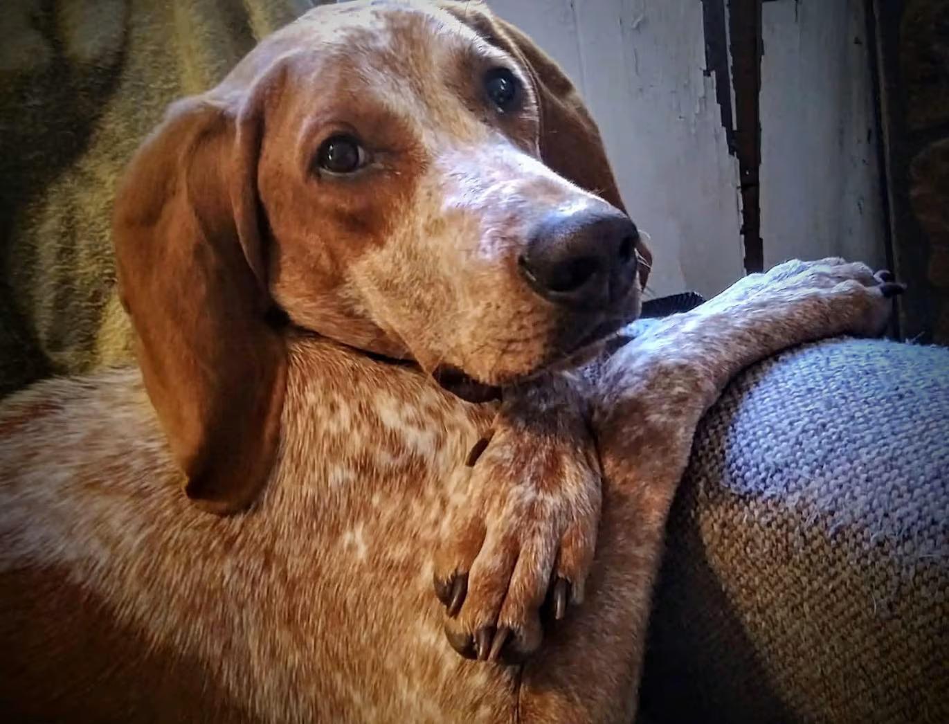 Bootleg - Sponsored!, ADOPTABLE, Adult Male English Coonhound.