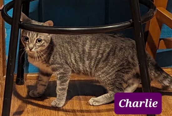 Charlie and Gala, a Adoptable mixed breed in Glen Ellyn, IL image 1/5