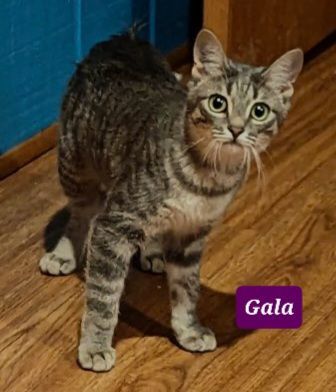 Charlie and Gala, a Adoptable mixed breed in Glen Ellyn, IL image 2/5