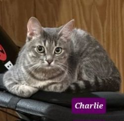 Charlie and Gala, a Adoptable mixed breed in Glen Ellyn, IL image 3/5