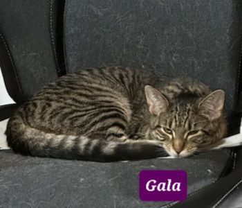 Charlie and Gala photo 2
