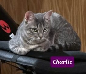 Charlie and Gala, a Adoptable mixed breed in Glen Ellyn, IL image 5/5