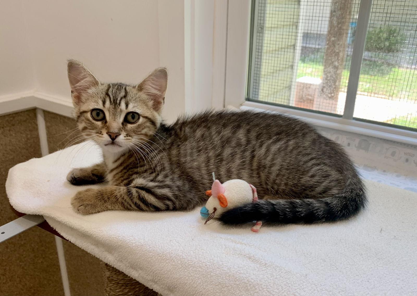 Georgette, Adopted, Young Female Tabby & Calico.