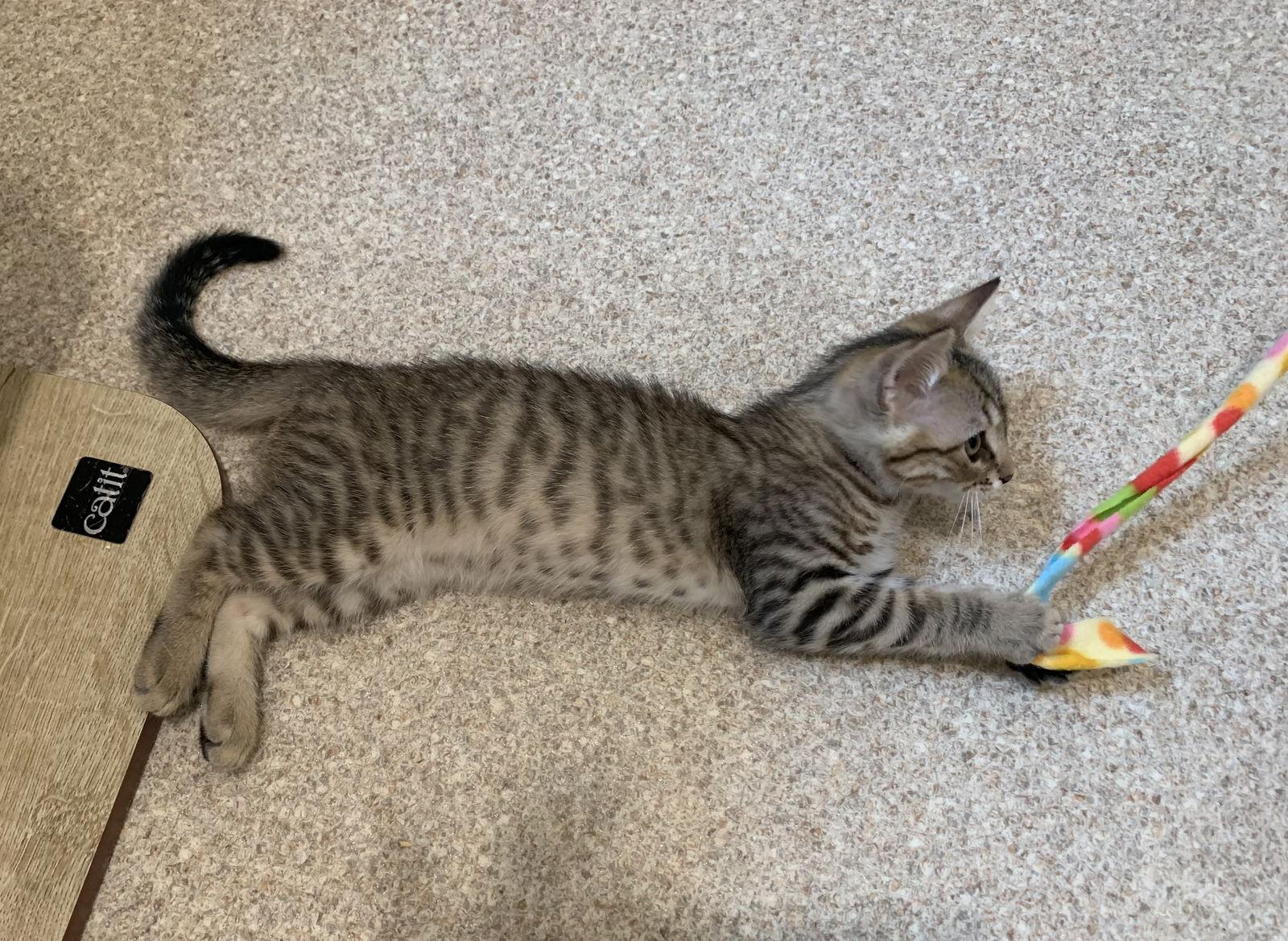 Georgette, a Adopted mixed breed in Mc Cormick, SC image 2/3