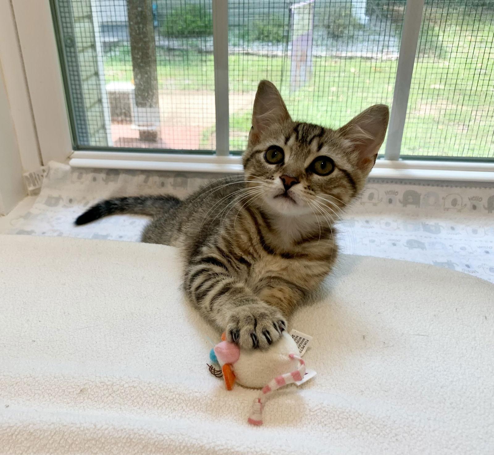 Georgette, a Adopted mixed breed in Mc Cormick, SC image 3/3