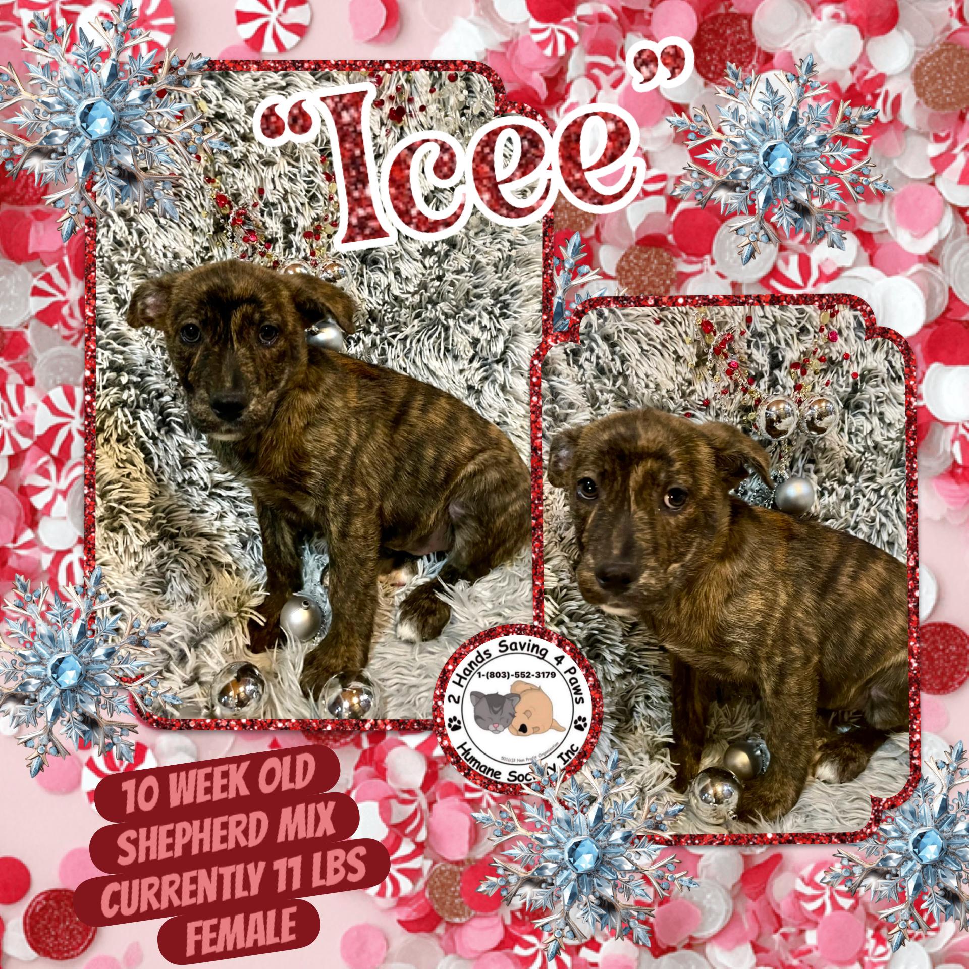 “Icee”, Adoptable, Puppy Female German Shepherd Dog & Labrador Retriever.
