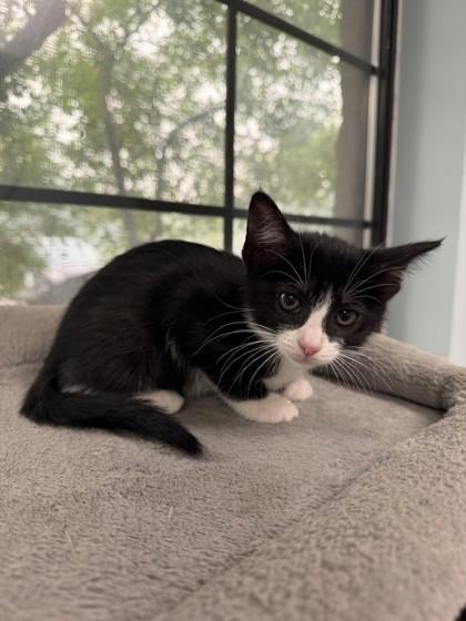 Tallie, Adoptable, Kitten Female Domestic Short Hair.