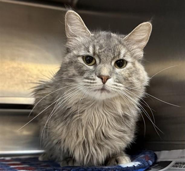 POM POM, Adoptable, Young Female Domestic Long Hair.