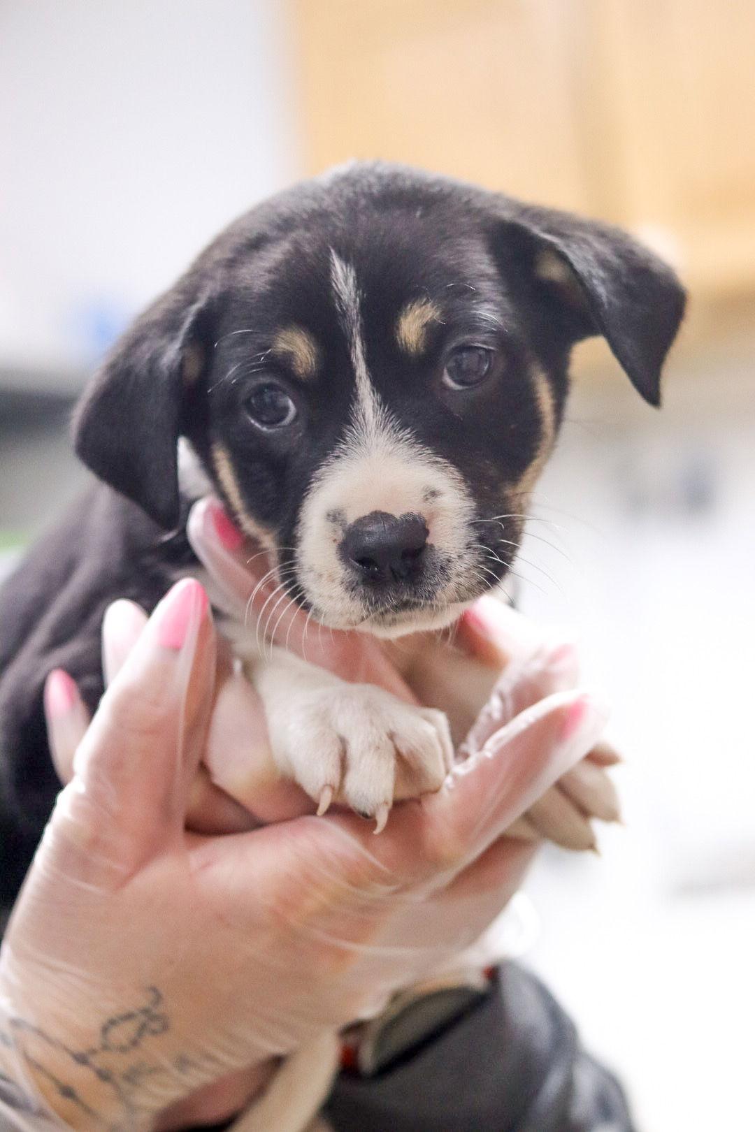 Valentine, Adoptable, Puppy Female Mixed Breed.
