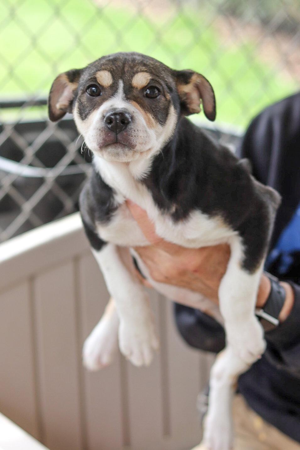 Enlarge Valentine, a Adoptable Mixed Breed in Sanford, NC image 2/2
