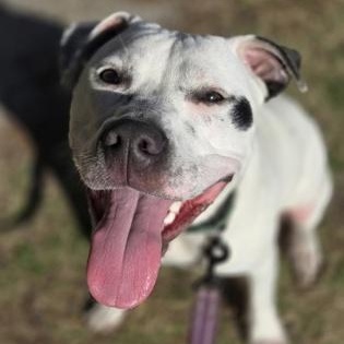 TIMMY, ADOPTABLE, Young Male Mixed Breed.