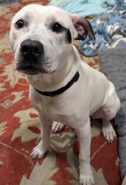 TIMMY, a ADOPTABLE Mixed Breed in Fernandina Beach, FL image 2/3