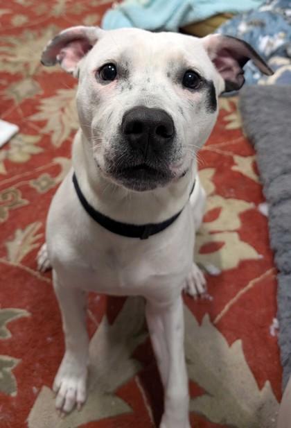 TIMMY, a ADOPTABLE Mixed Breed in Fernandina Beach, FL image 3/3