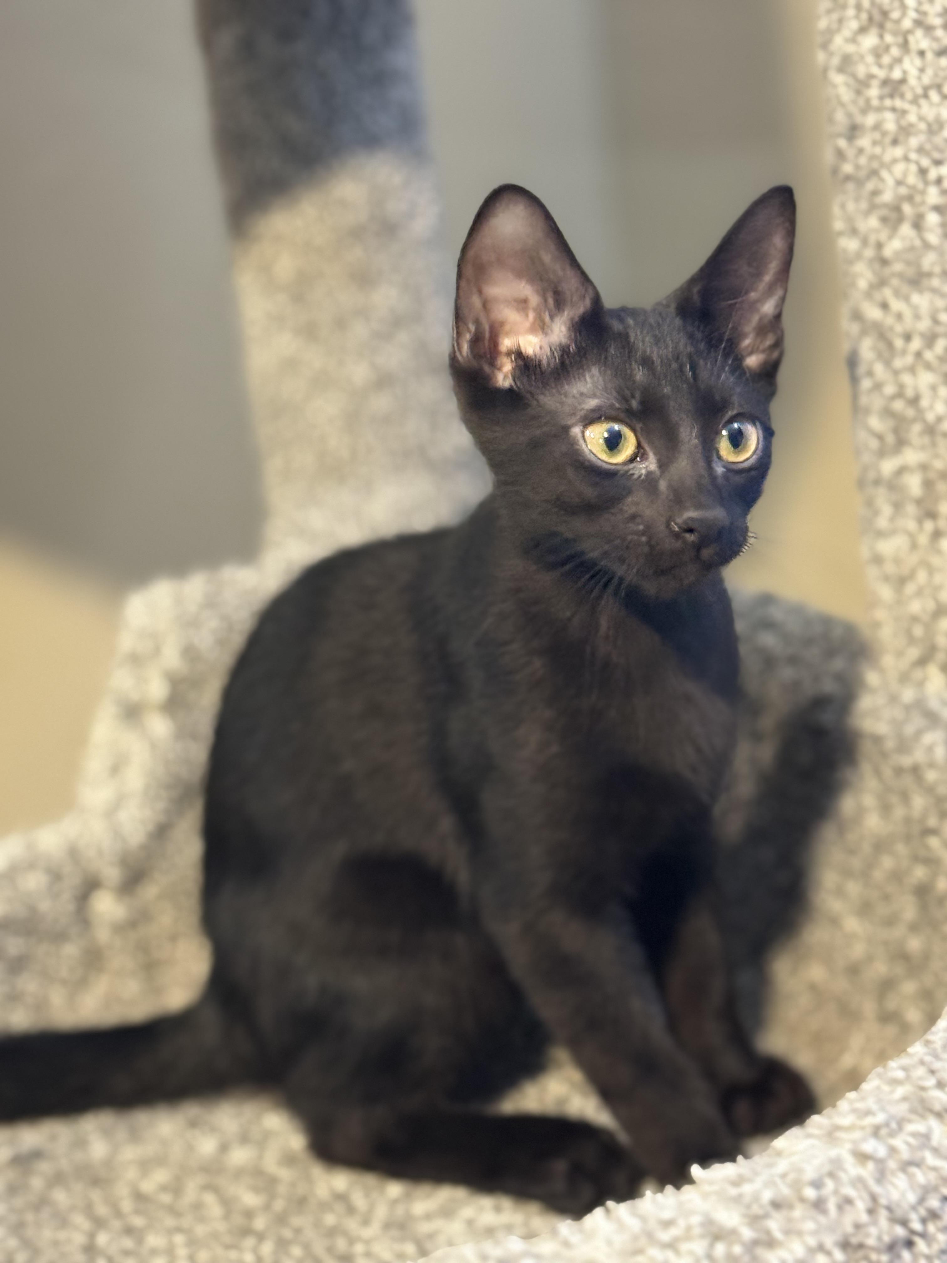 Enlarge MIDNIGHT, a ADOPTABLE Domestic Short Hair in Houston, TX image 3/6