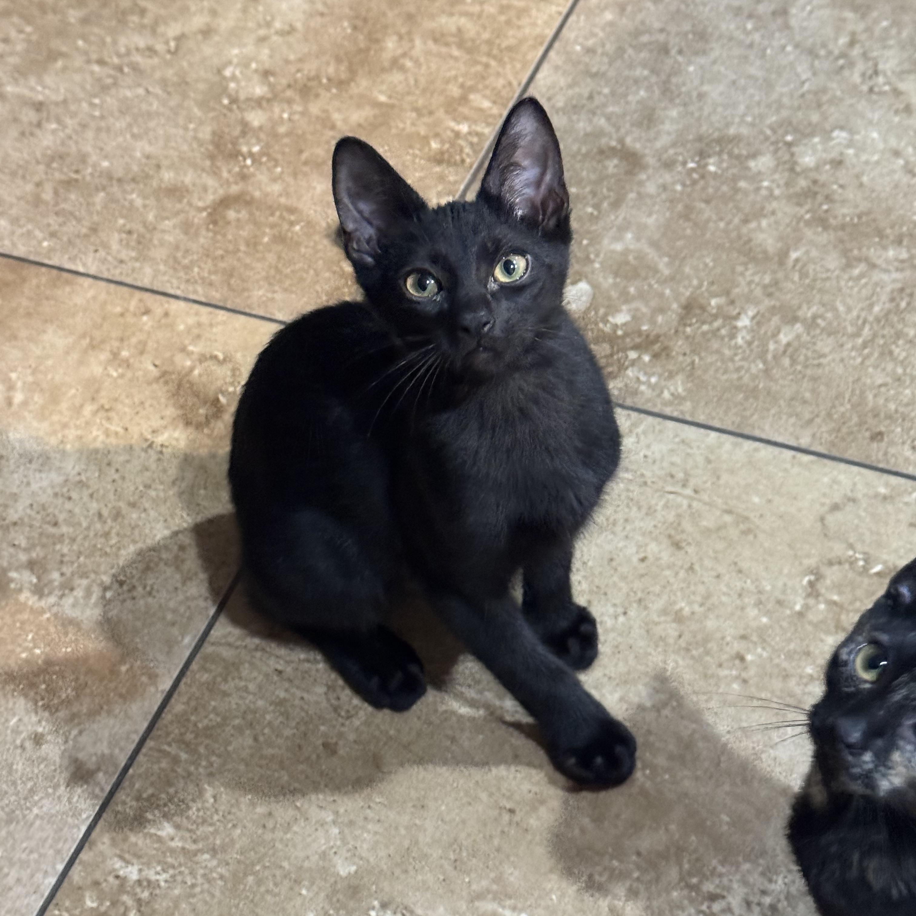 Enlarge MIDNIGHT, a ADOPTABLE Domestic Short Hair in Houston, TX image 2/6