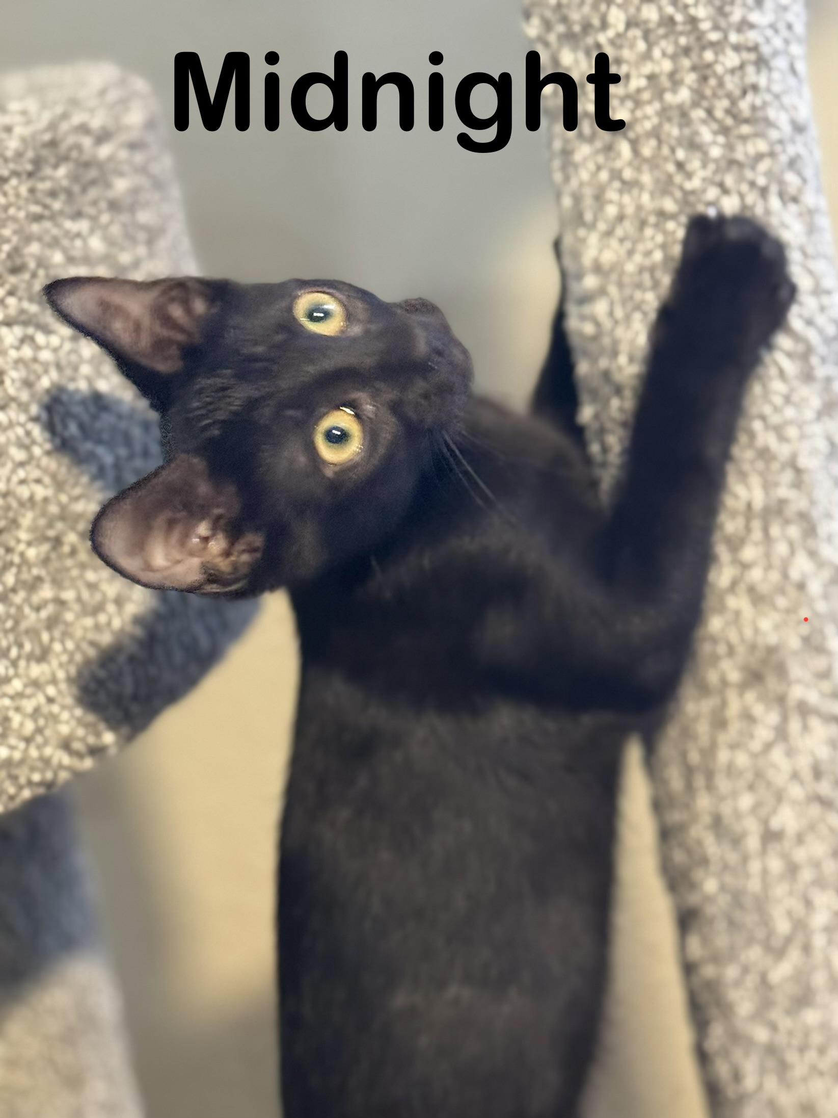 Enlarge MIDNIGHT, a ADOPTABLE Domestic Short Hair in Houston, TX image 1/6