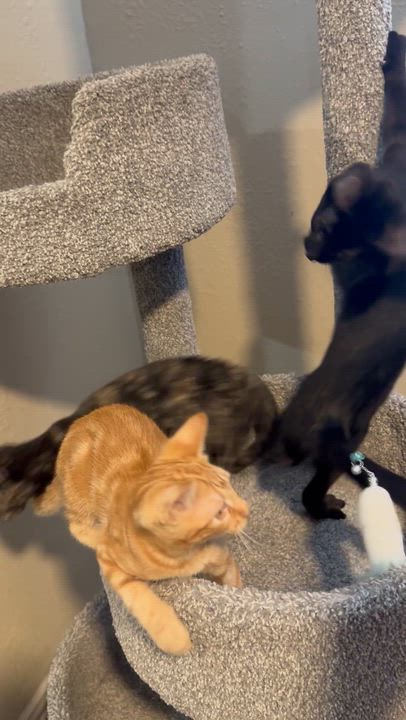 Enlarge MIDNIGHT, a ADOPTABLE Domestic Short Hair in Houston, TX video 6/6