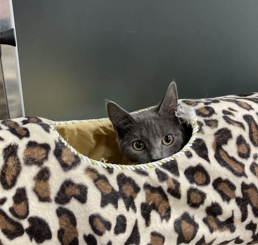 Willow, Adoptable, Kitten Female Domestic Short Hair.