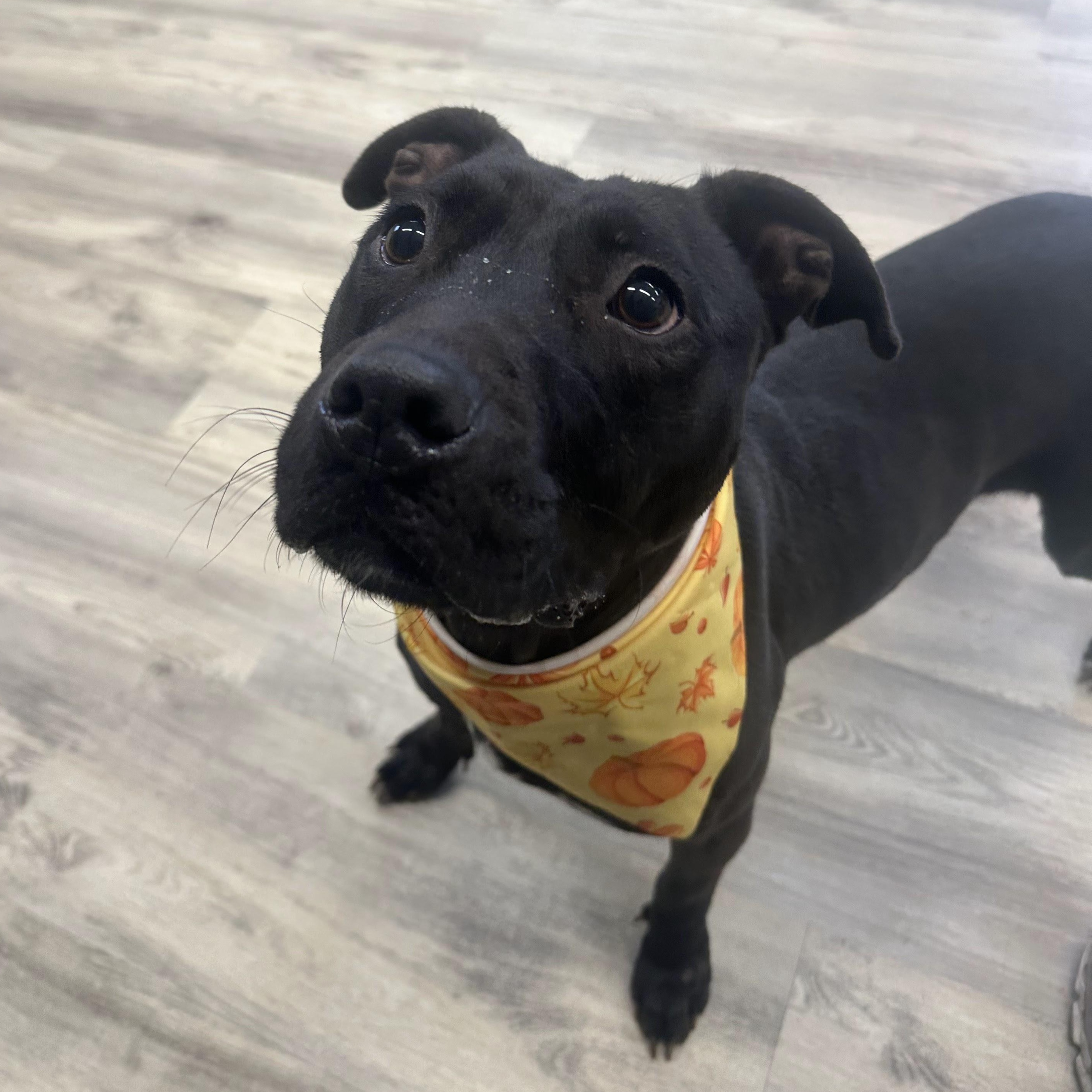 Enlarge Bambi, a ADOPTABLE Mixed Breed in PHILADELPHIA, TN image 2/2