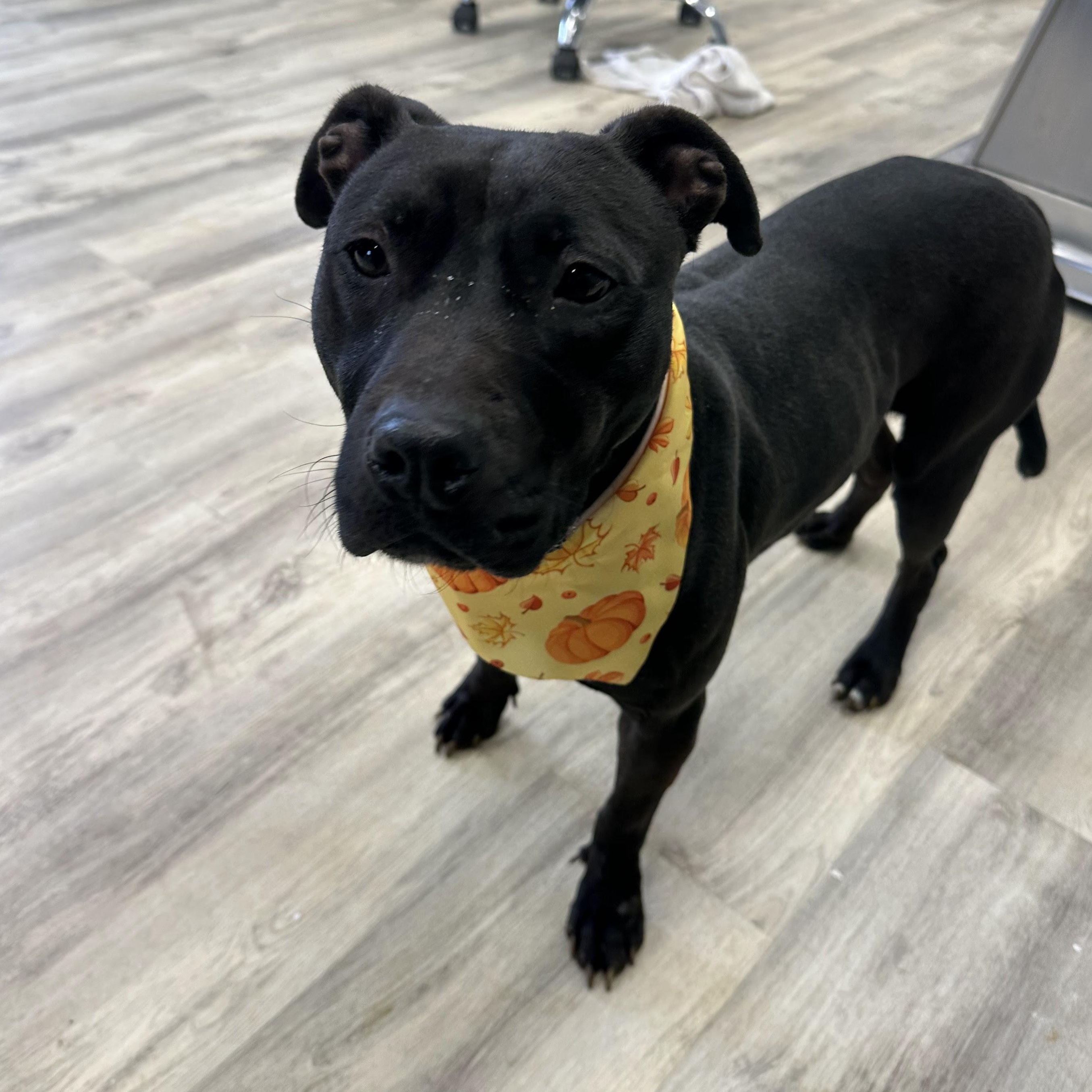 Enlarge Bambi, a ADOPTABLE Mixed Breed in PHILADELPHIA, TN image 1/2