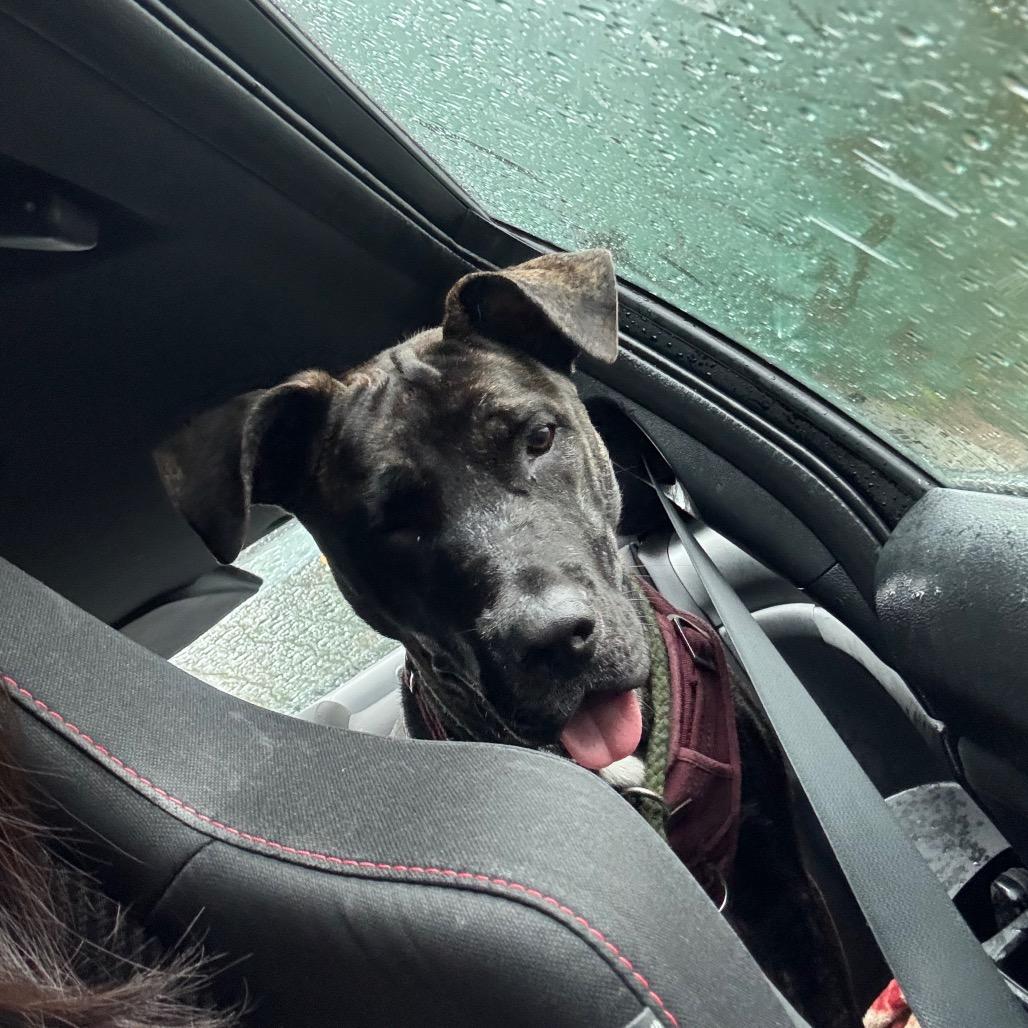 Enlarge Stella, a Adoptable mixed breed in Watertown, NY image 1/6