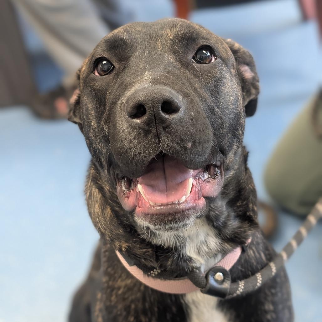 Enlarge Stella, a Adoptable mixed breed in Watertown, NY image 2/6