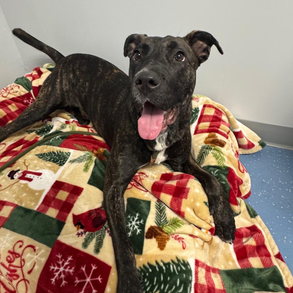 Enlarge Stella, a Adoptable mixed breed in Watertown, NY image 3/6