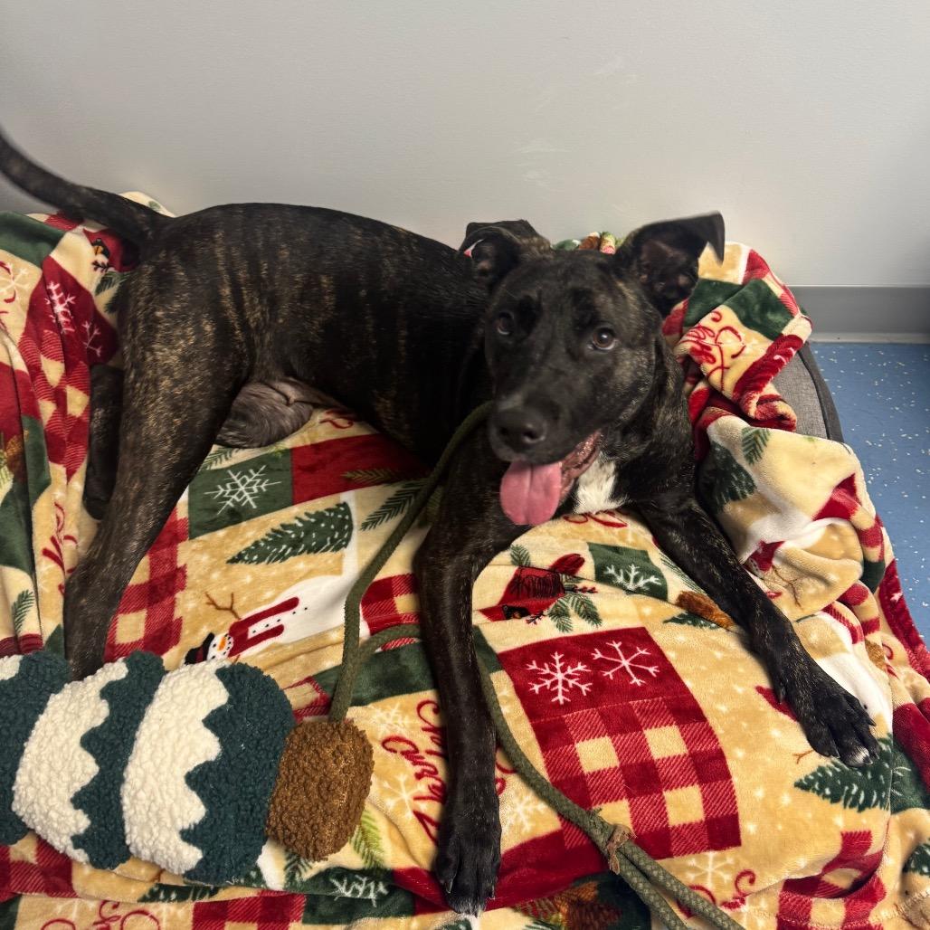 Enlarge Stella, a Adoptable mixed breed in Watertown, NY image 4/6