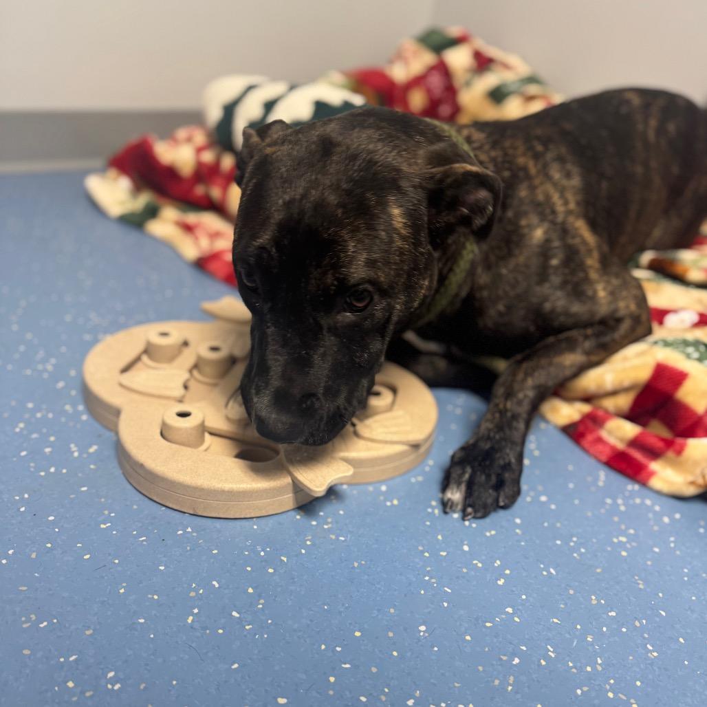 Enlarge Stella, a Adoptable mixed breed in Watertown, NY image 5/6