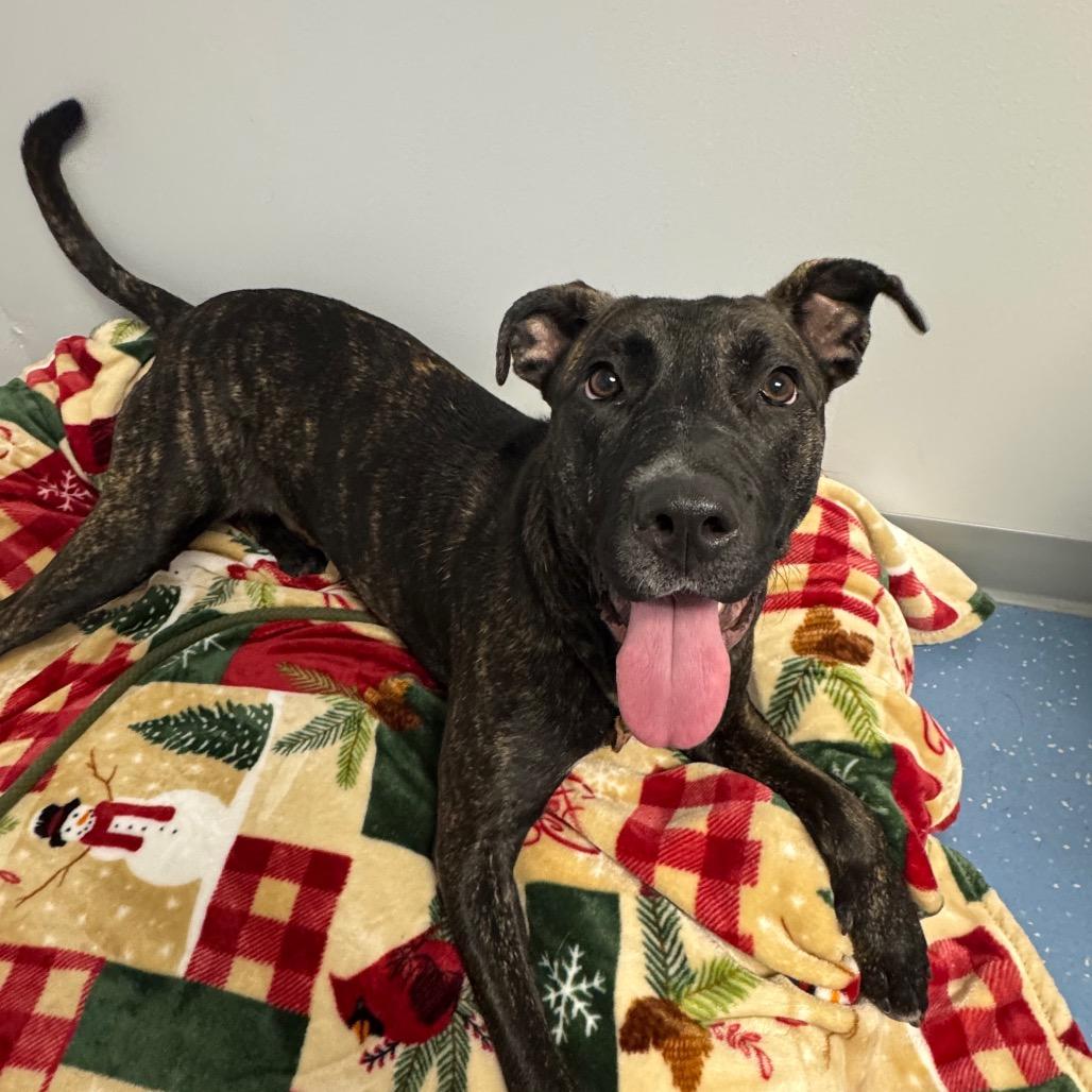 Enlarge Stella, a Adoptable mixed breed in Watertown, NY image 6/6