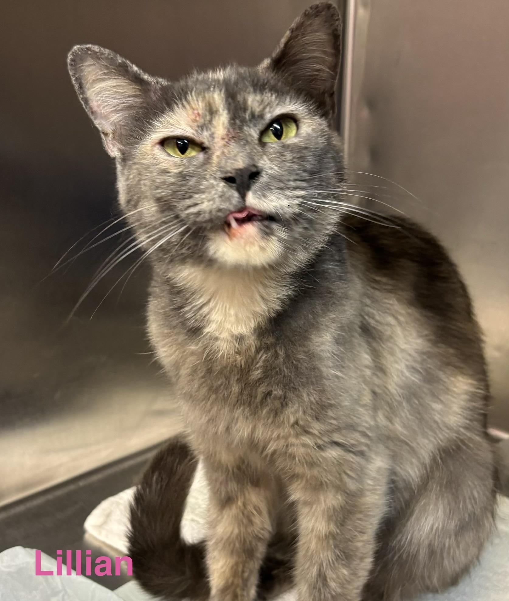 Lillian, ADOPTABLE, Young Female Dilute Tortoiseshell.