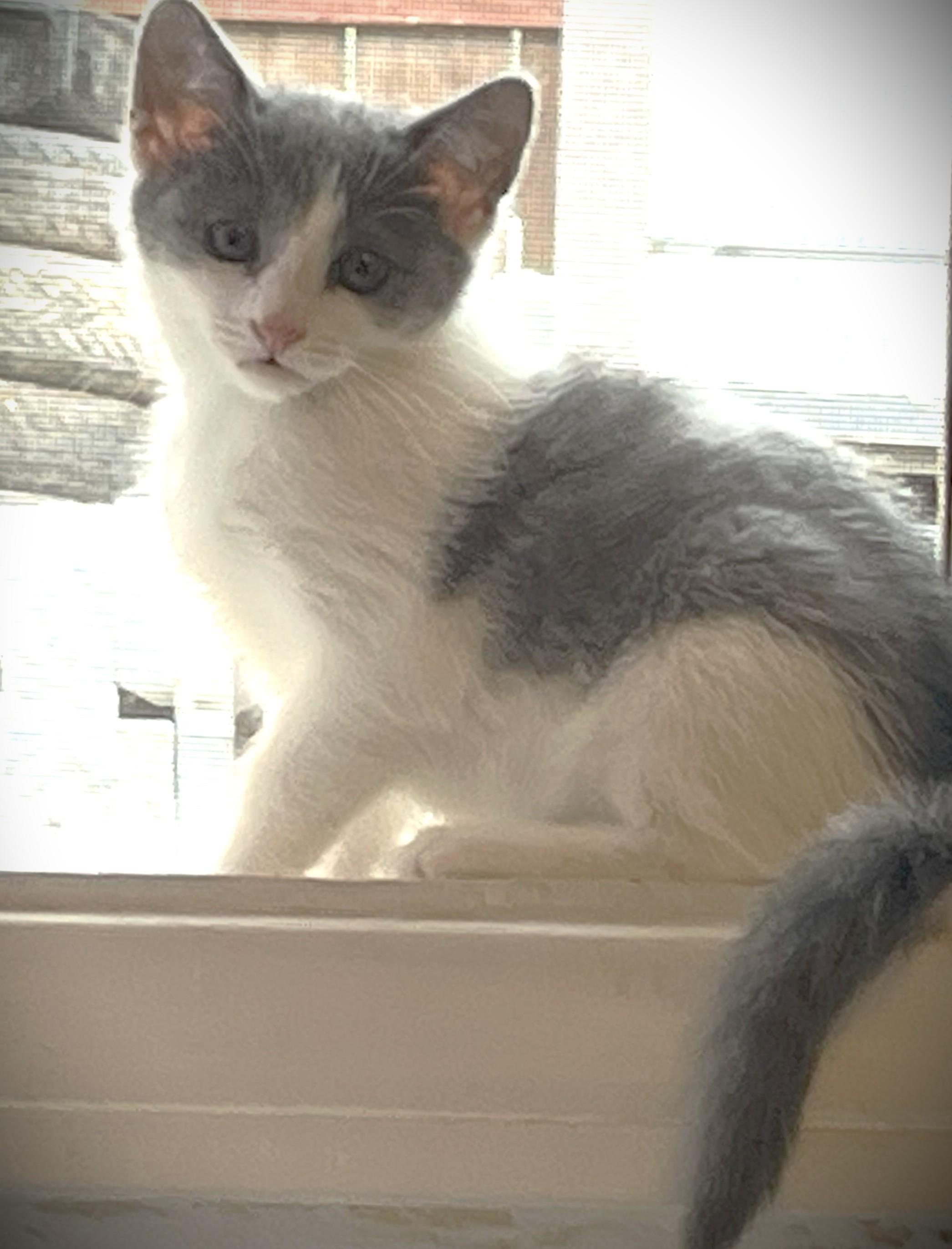 Tara, Adoptable, Kitten Female American Shorthair & Russian Blue.