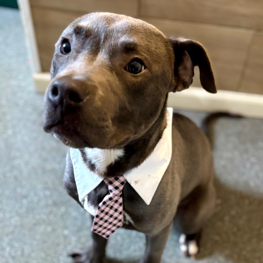 Quack, a Adoptable Pit Bull Terrier in Metamora, MI image 1/6