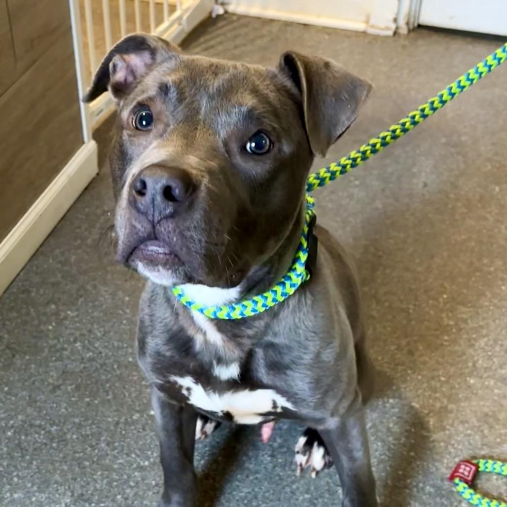 Quack, a Adoptable Pit Bull Terrier in Metamora, MI image 2/6