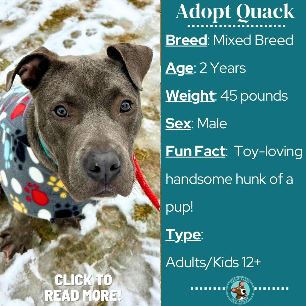 Quack, Adoptable, Adult Male Pit Bull Terrier.