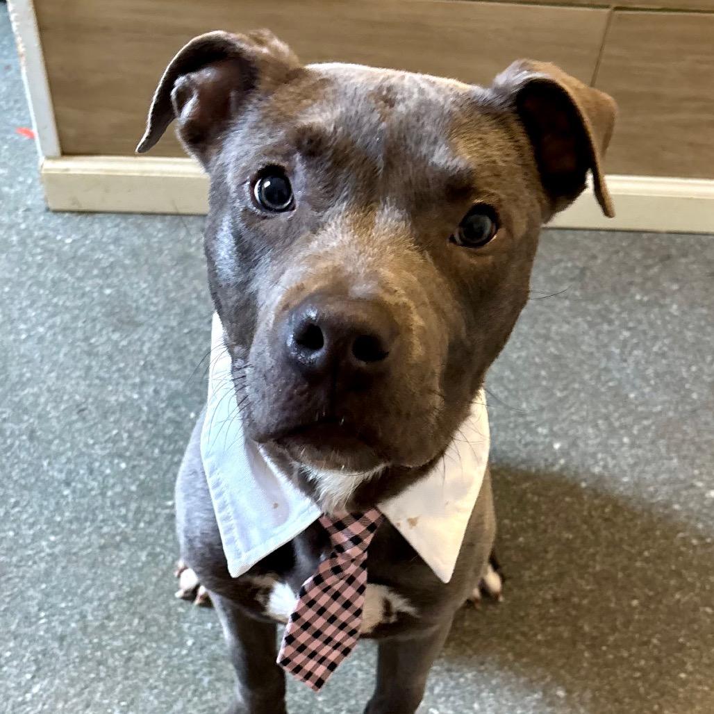 Quack, a Adoptable Pit Bull Terrier in Metamora, MI image 3/6