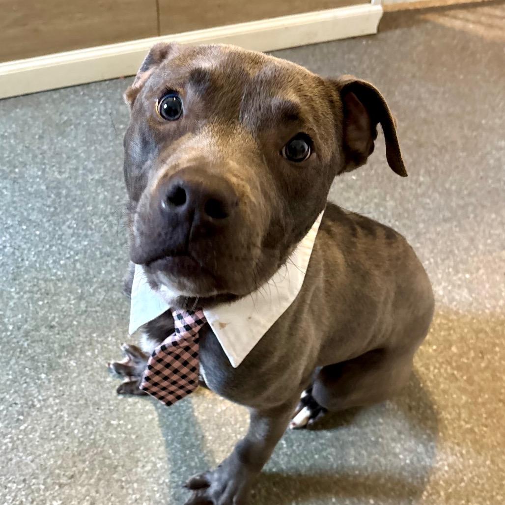 Quack, a Adoptable Pit Bull Terrier in Metamora, MI image 4/6