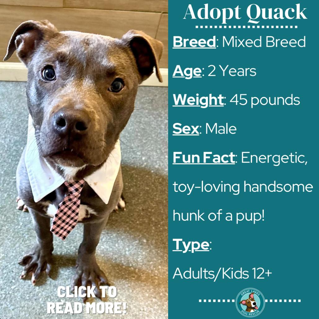 Quack, a Adoptable Pit Bull Terrier in Metamora, MI image 5/6