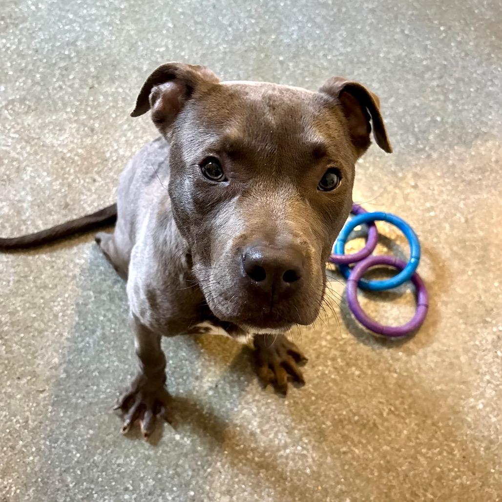 Quack, a Adoptable Pit Bull Terrier in Metamora, MI image 6/6
