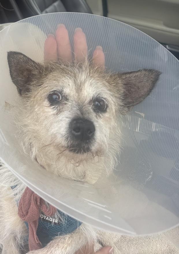 Florence (Flo), a ADOPTABLE mixed breed in Laguna Beach, CA image 2/2