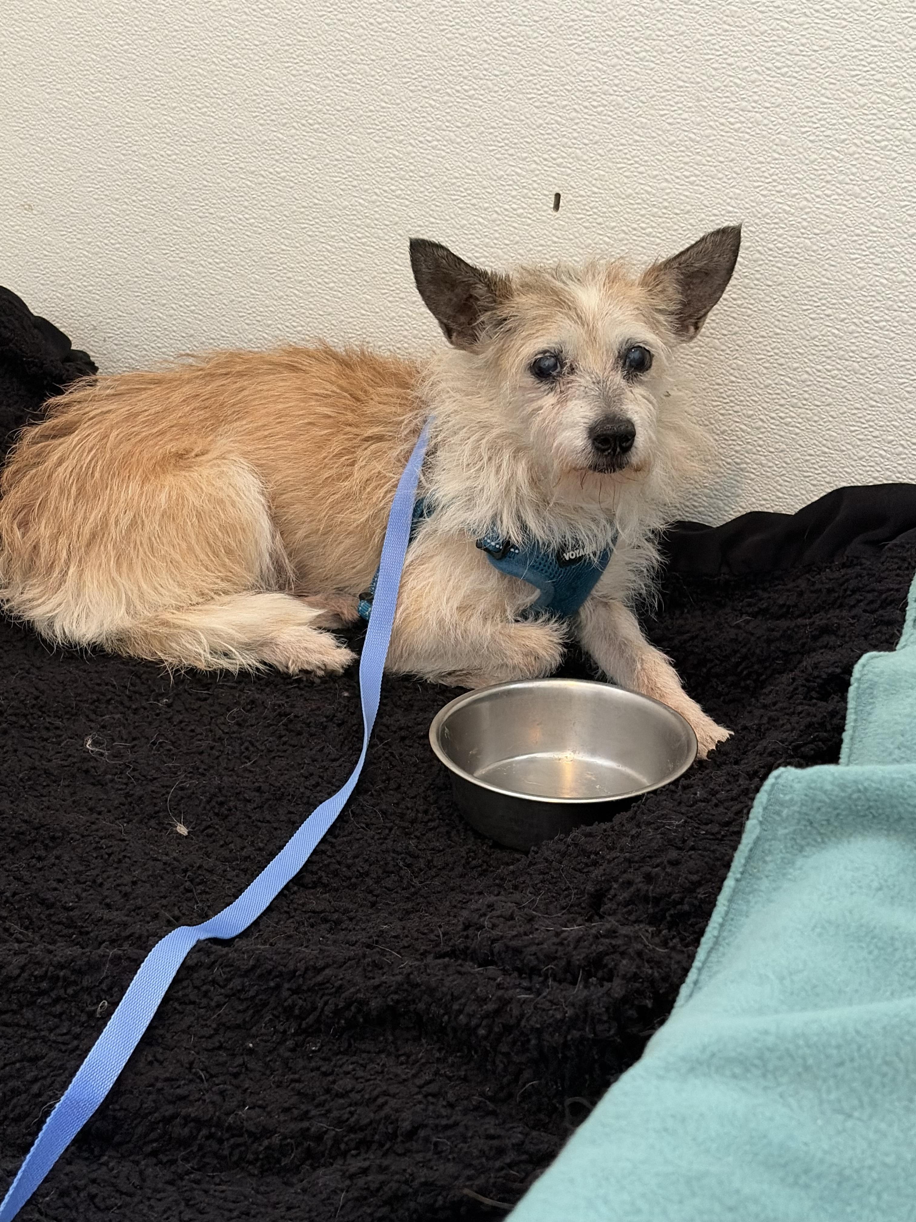 Florence (Flo), ADOPTABLE, Senior Female Terrier.