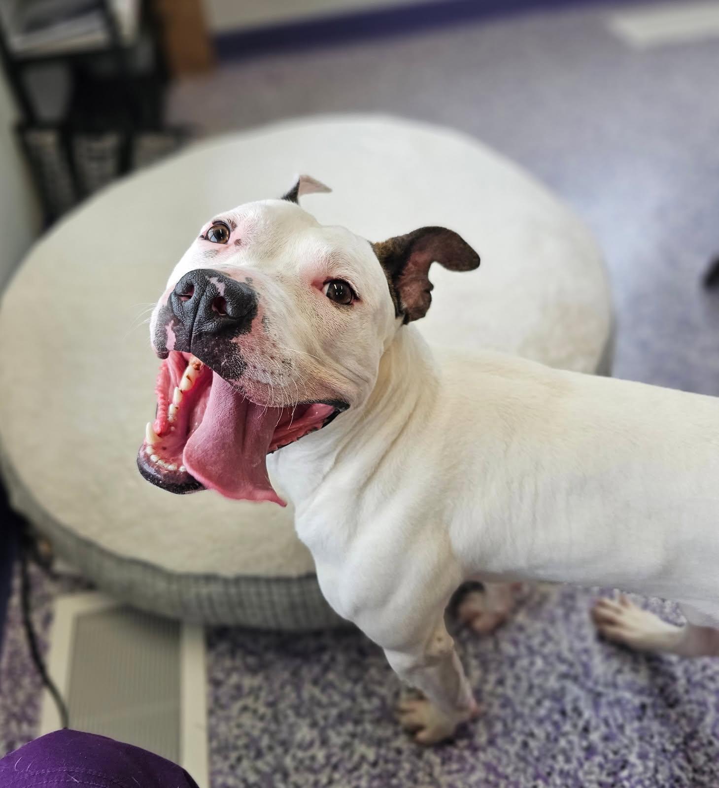 Petey